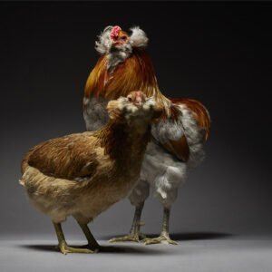 Araucana Couple