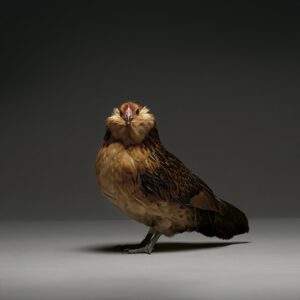 Hen Barbu d'Anvers