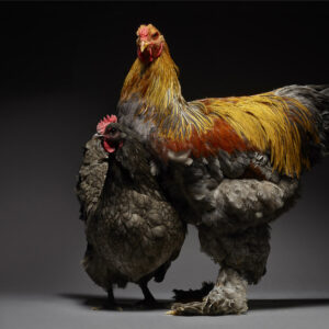 Australorp And Brahma Couple
