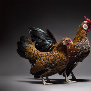 Bantam Mille Fleur Couple