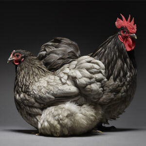 Blue Orpington Couple