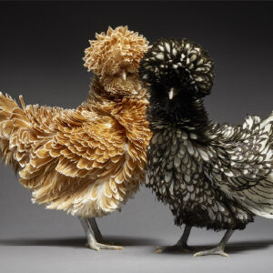 Buff Laced Padovana And Silver Laced Padovana Couple