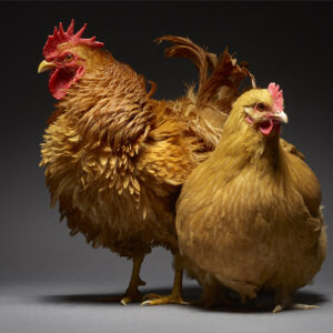 Buff Orpington And Orpington Couple