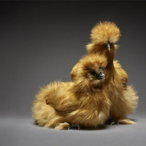 Buff Silkie Couple