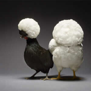 Crested Polish And Wyandotte Couple