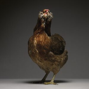 Hen Araucana
