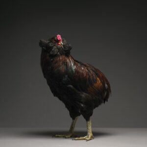Hen Araucana