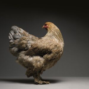 Hen Brahma