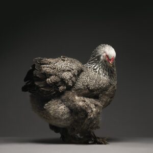 Hen Brahma