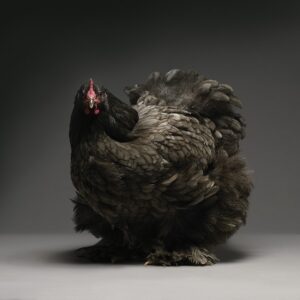 Hen Cochin