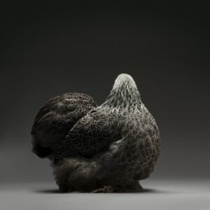 Hen Cochin Bantam