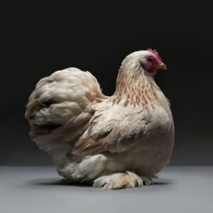 Hen Cochin Bantam