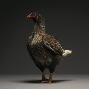 Hen Cornish