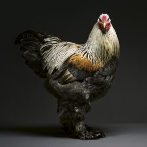 Hen Dark Brahma