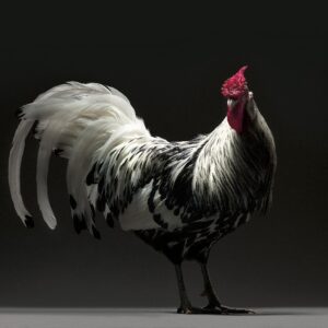 Hen Hamburgh