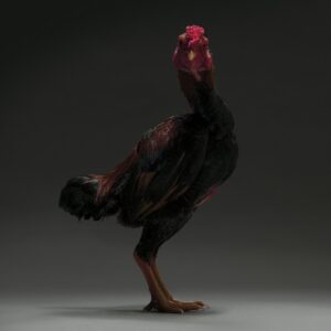 Hen Japanese Shamo