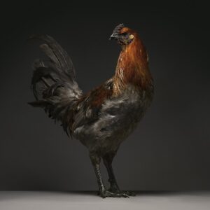 Hen Liege Fighter
