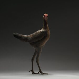 Hen Modern English Game Fowl