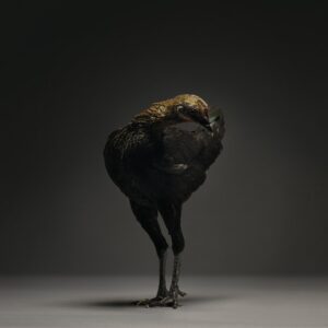 Hen Modern English Game Fowl