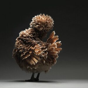 Hen Padovana