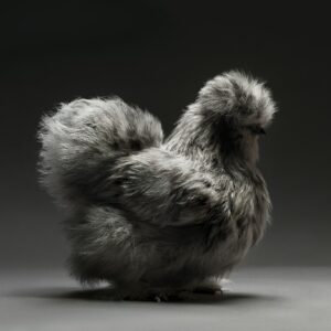 Hen Silkie Bantam