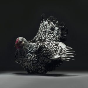 Hen Wyandotte