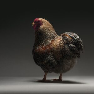 Hen Wyandotte Nana