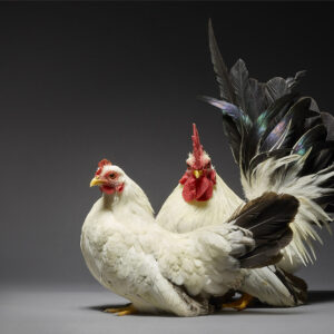 Japanese Bantam Couple
