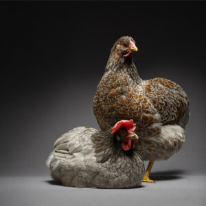 Leghorn And Blue Laced Red Wyandotte Couple