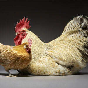 Lemon Cuckoo Niederrheiner And Friesian Chicken Couple