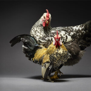 Lemon Mille Fleur Sablepoot Bantam And Robusta Maculata Couple