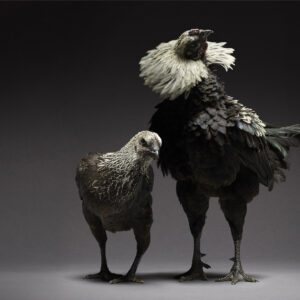Luikse Vechter Couple