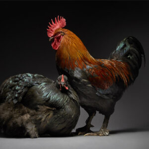 Marans And Black Orpington Couple