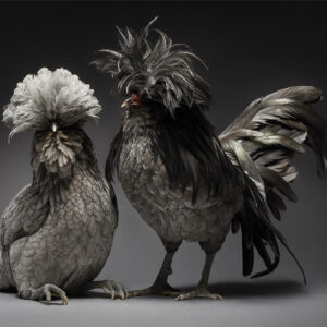 Padovana Couple