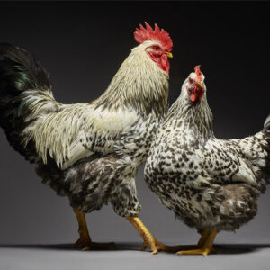 Robusta Couple