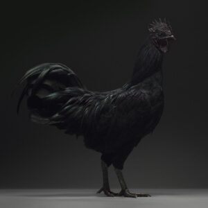 Rooster Ayam Cemani