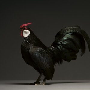Rooster Bantam