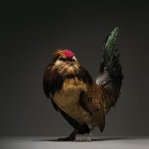 Rooster Barbu de Watermael
