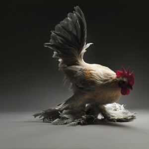 Rooster Booted Bantam