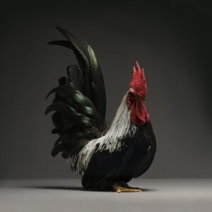 Rooster Chabo