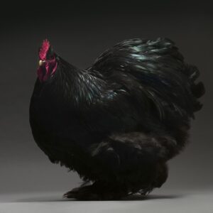 Rooster Cochin Bantam