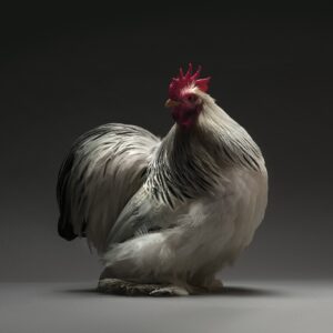 Rooster Columbian Cochin Bantam