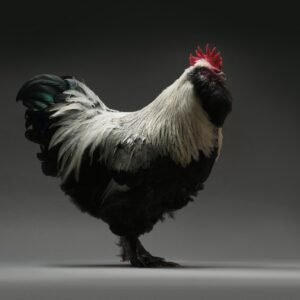 Rooster Faverolles