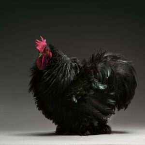 Rooster Frizzle Cochin Bantam