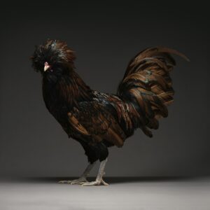 Rooster Gold Laced Polish