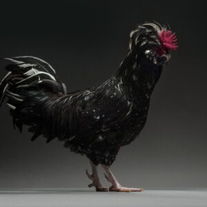 Rooster Houdan