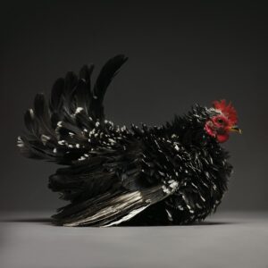 Rooster Japanese Bantam