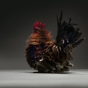 Rooster Japanese Bantam