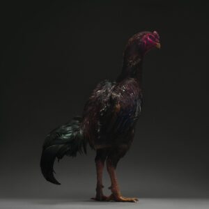 Rooster Ko Shamo