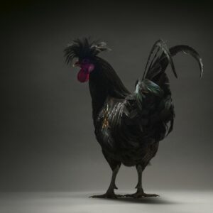 Rooster Kosovo Longerower